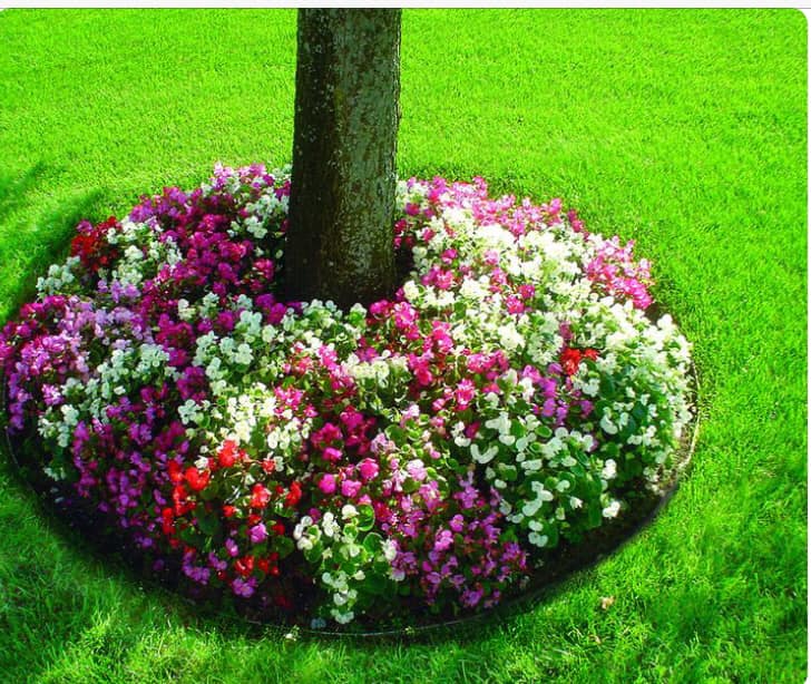 Flower ring detail around mature tree by Green Horse